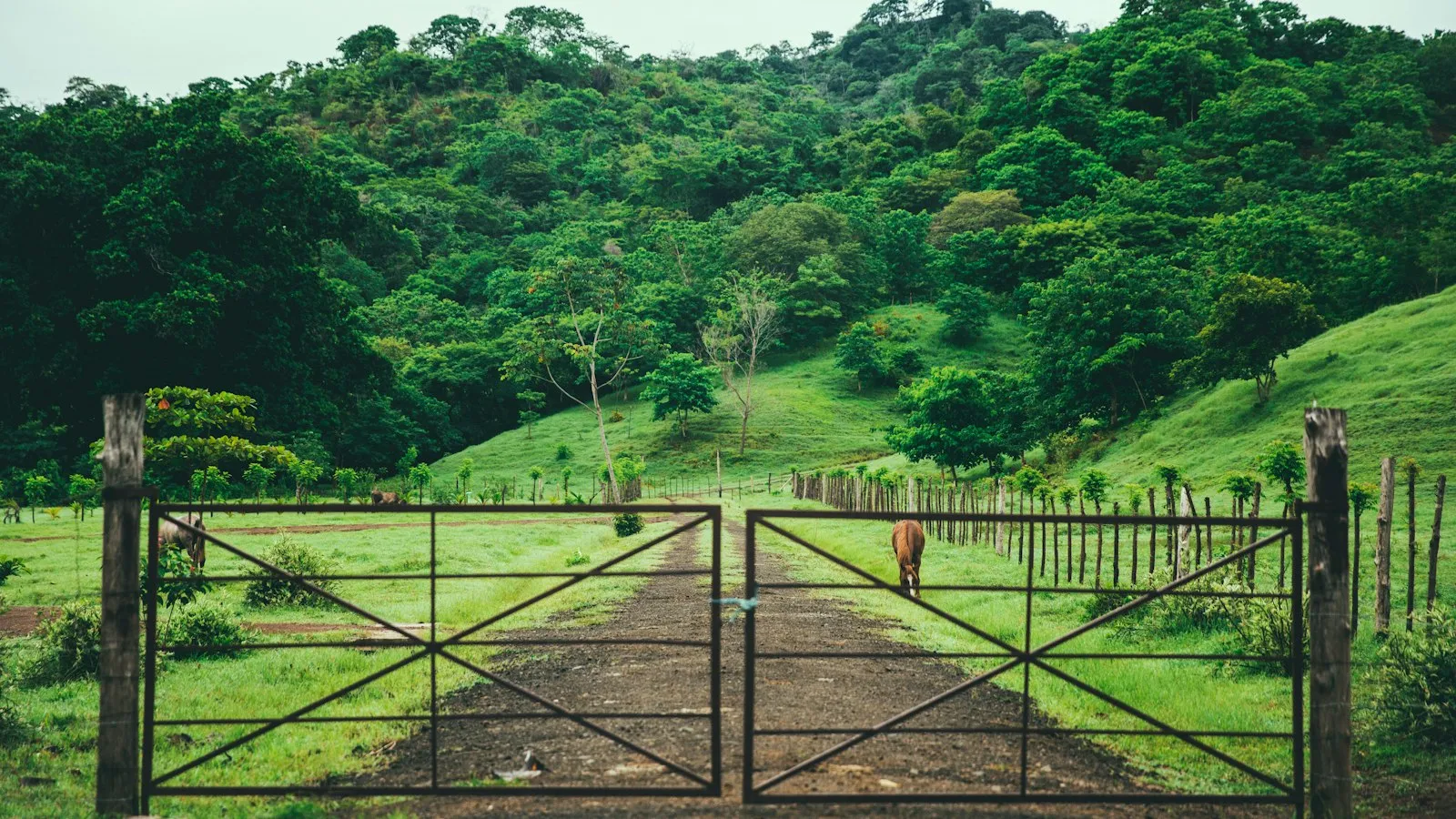 A metal farm gate across a dirt track with green hills behind it