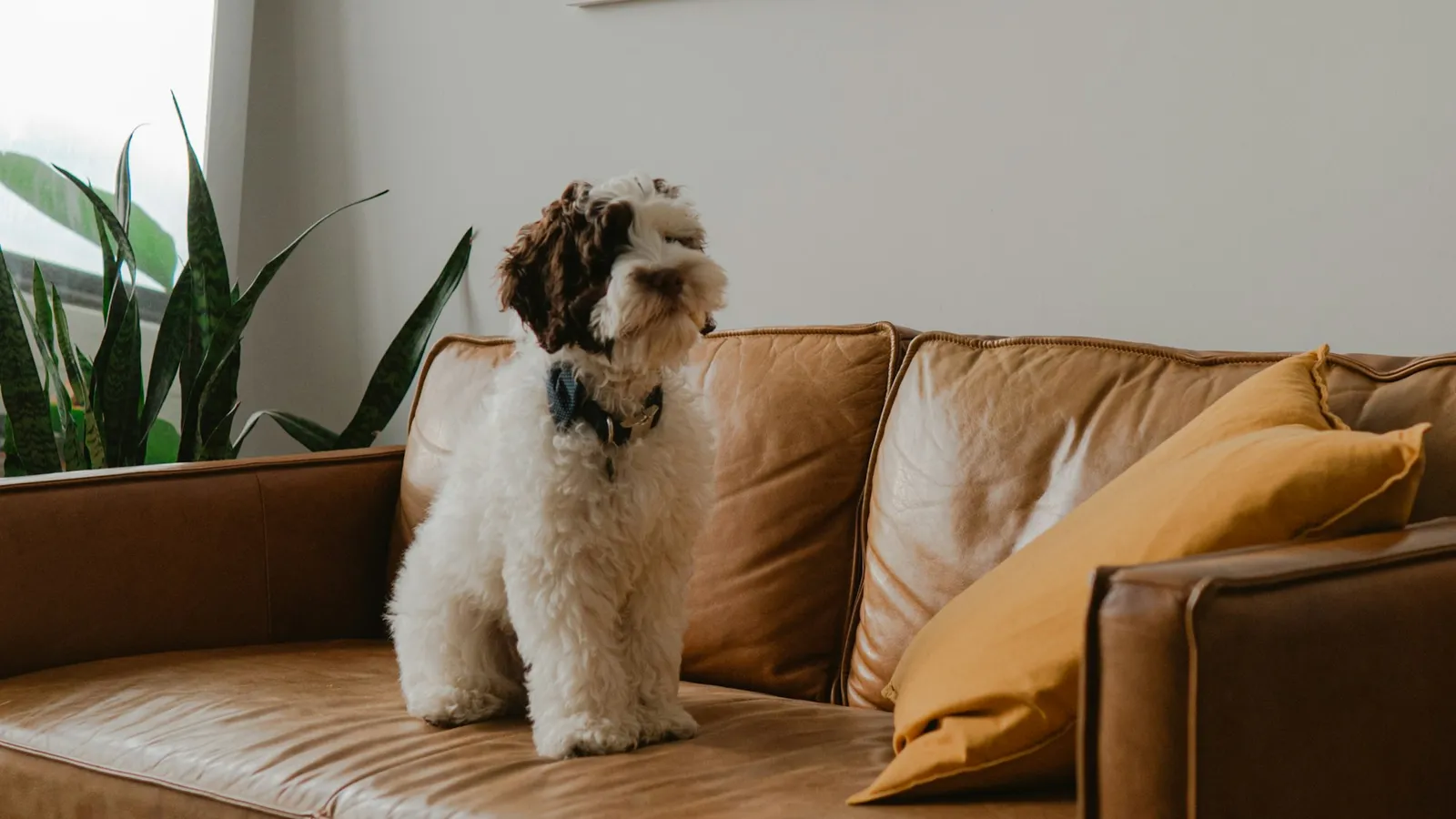 Long-coated white and brown dog resting on a brown couch