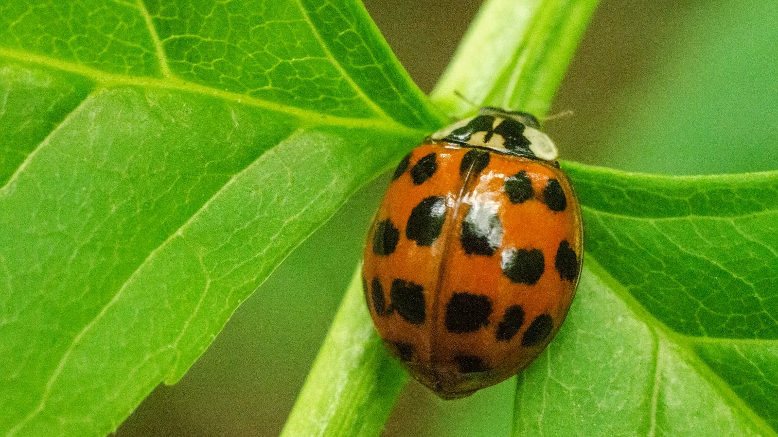 Orange lady beetle with black spots on a green leaf