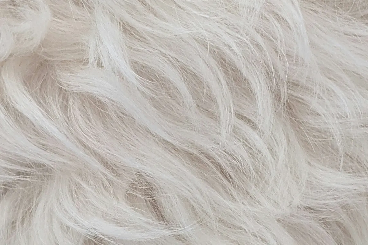White and brown long-haired dog