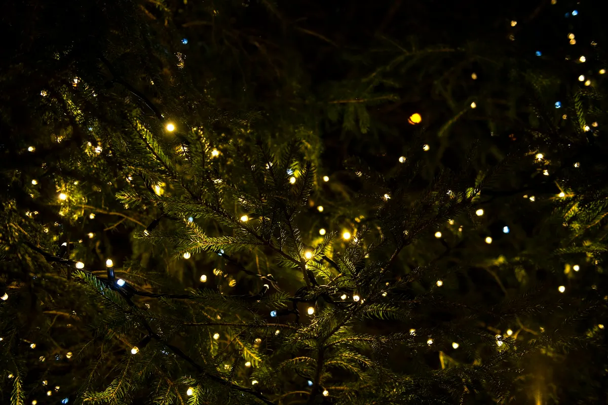 Green tree branches with yellow string lights