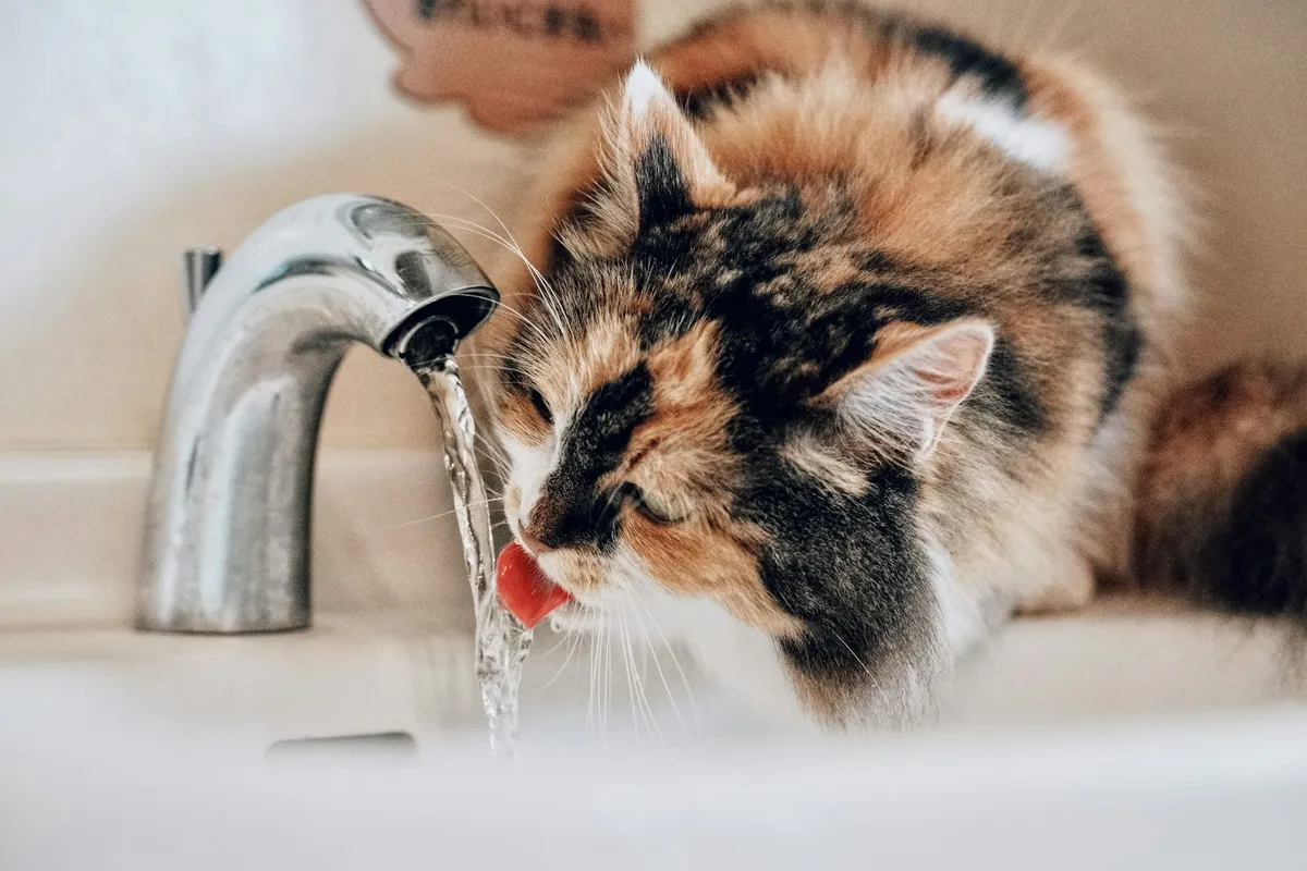 Cat drinking from a bathroom faucet