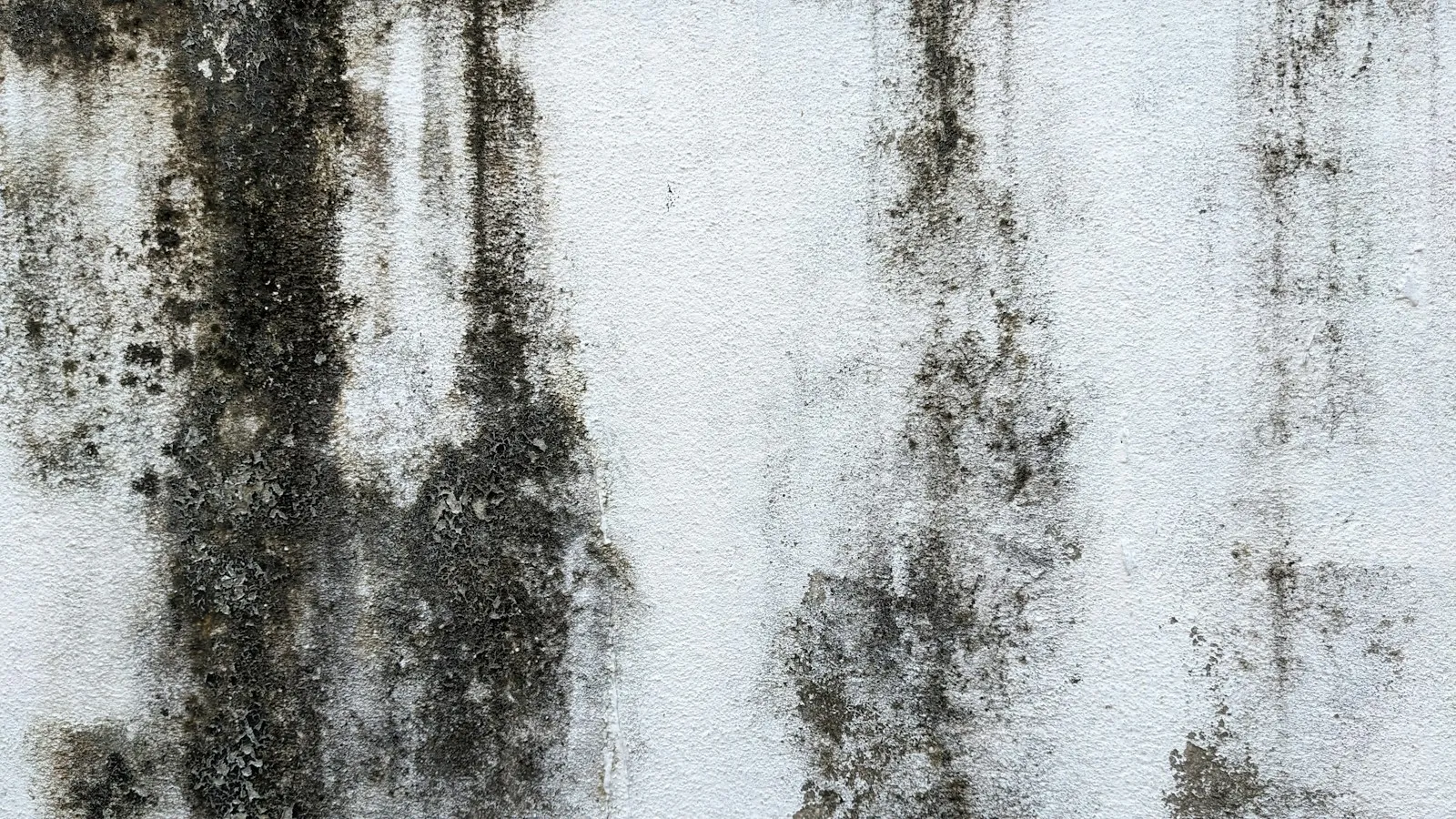 Dark mold stains spreading across a white wall
