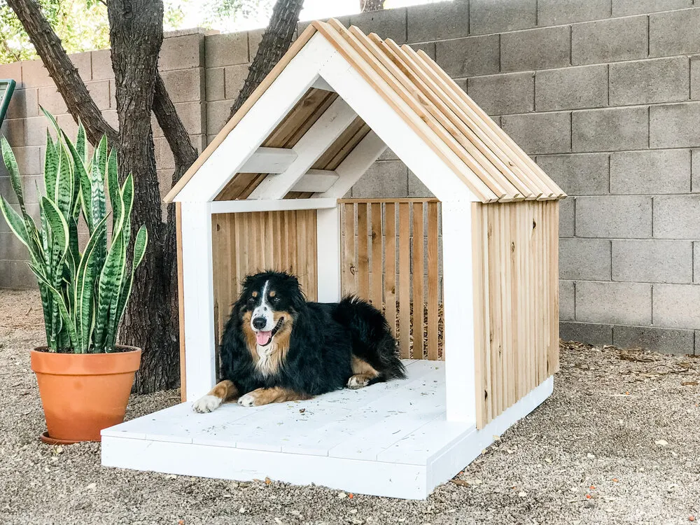 Creating A Comfortable Shelter for pet