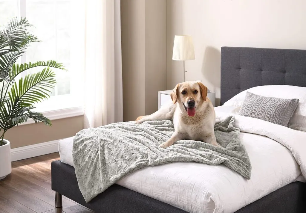 How Can I Make My Bedroom Pet-Friendly