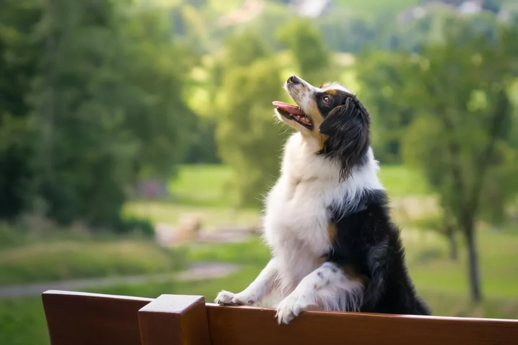 Top Reasons To Consider A Mini Australian Shepherd As Your Perfect Pet